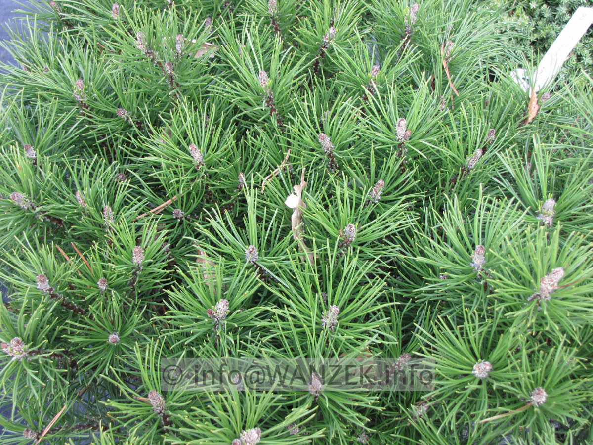 Pinus mugo Mops.JPG